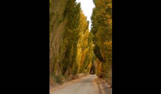 Calingasta