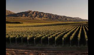 San Juan, Ruta del Vino